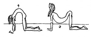 drawing of cat back / tired horse exercise