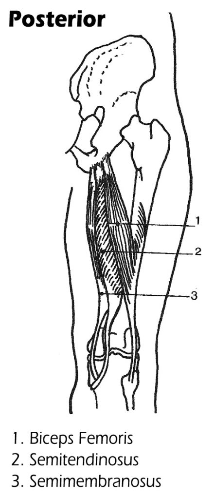 Posterior View of Leg
