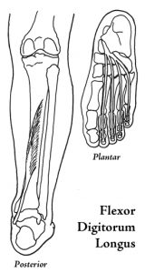 Flexor Digitorum Longus