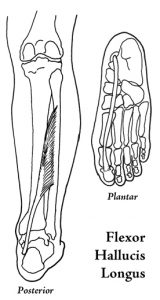 Flexor Hallucis Longus