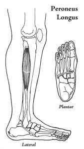 Peroneus Longus