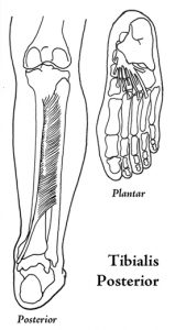 Tibialis Posterior