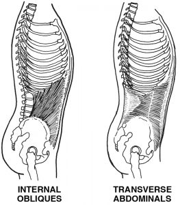 Internal Obliques and Transverse Abdominals