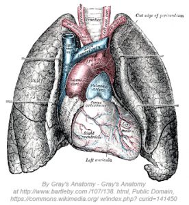 Heart and lungs illustration
