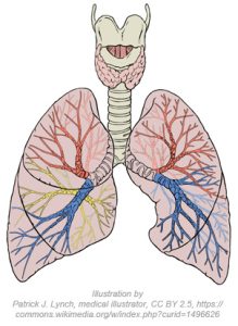 Lungs diagram detailed