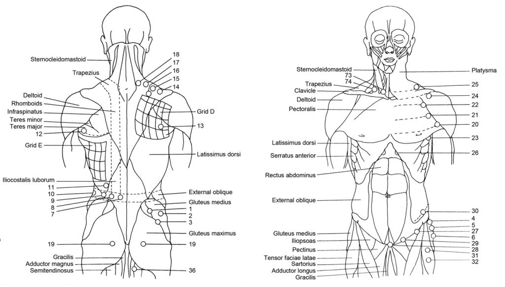 Front and back torsos