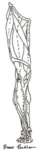Quadriceps ~ drawing by Bonnie Prudden
