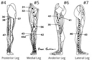 Views of Posterior, Medial, Anterior and Lateral Leg