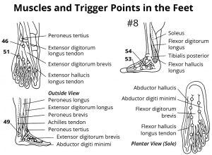 Muscles and trigger points in the feet