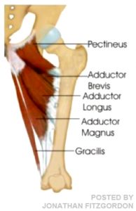 Pectineus drawing by Jonathan Fitzgordon