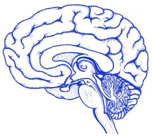 Blue line drawing of a brain