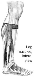 Leg muscles, lateral view