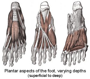 Plantar Aspects of Foot