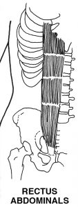 Rectus Abdominis drawing