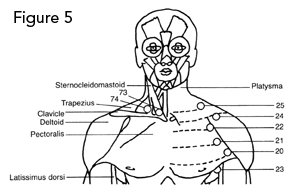 Torso Front View