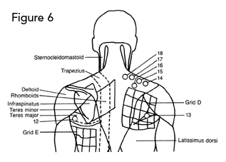 Upper Back