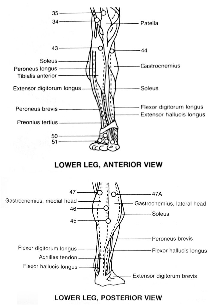 Lower leg trigger points