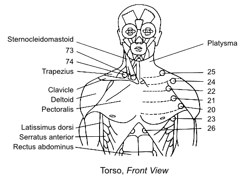 Torso, Front View - with Trigger Points